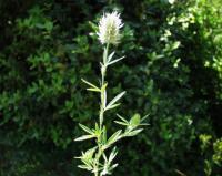 Trifolium angustifolium