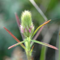 Trifolium angustifolium