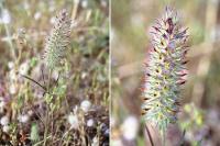 Trifolium angustifolium