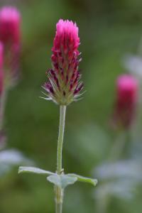 Trifolium incarnatum subsp. incarnatum