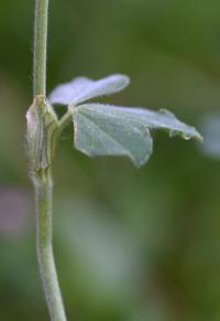 Trifolium incarnatum subsp. incarnatum