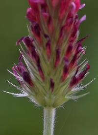 Trifolium incarnatum subsp. incarnatum