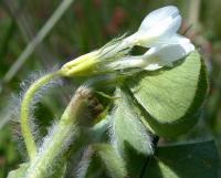 Trifolium subterraneum