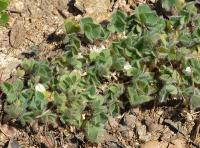 Trifolium subterraneum