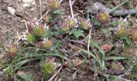 Trifolium lappaceum