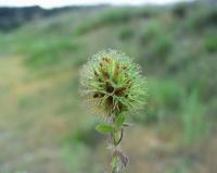 Trifolium lappaceum