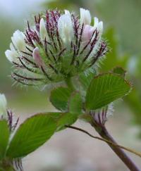 Trifolium lappaceum