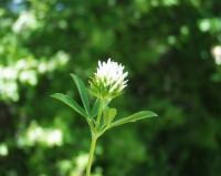 Trifolium squamosum