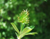 Trifolium squamosum