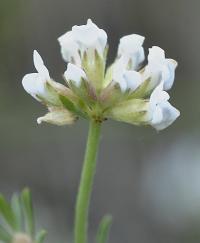 Dorycnium pentaphyllum subsp. pentaphyllum
