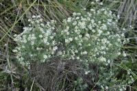 Dorycnium pentaphyllum subsp. pentaphyllum