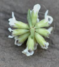 Dorycnium pentaphyllum subsp. pentaphyllum