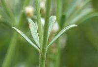 Dorycnium pentaphyllum subsp. pentaphyllum