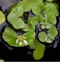 Ranunculus hederaceus