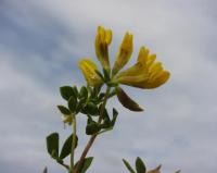 Lotus ornithopodioides