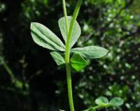 Lotus ornithopodioides