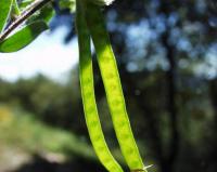 Lotus ornithopodioides