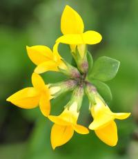 Lotus corniculatus subsp. corniculatus