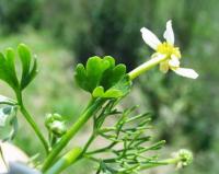 Ranunculus baudotii