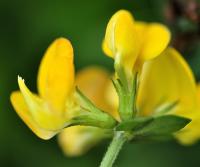 Lotus corniculatus subsp. corniculatus Lotus corniculatus subsp. corniculatus