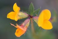 Lotus corniculatus subsp. delortii