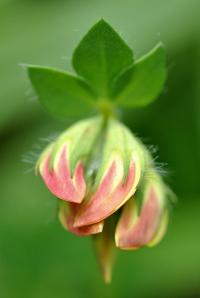 Lotus corniculatus subsp. delortii