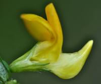 Lotus corniculatus subsp. delortii