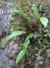 Asplenium scolopendrium