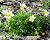 Ranunculus baudotii