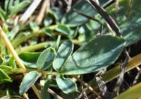 Anthyllis vulneraria subsp. iberica