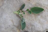 Anthyllis vulneraria subsp. boscii