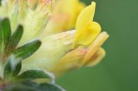 Anthyllis vulneraria subsp. forondae