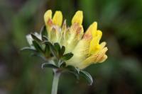 Anthyllis vulneraria subsp. forondae