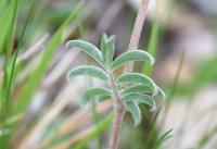 Anthyllis vulneraria subsp. forondae