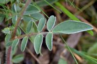 Anthyllis vulneraria subsp. forondae