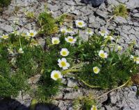 Ranunculus baudotii