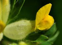 Anthyllis vulneraria subsp. alpestris