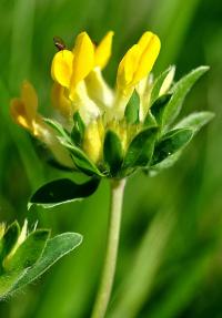 Anthyllis vulneraria subsp. alpestris