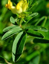 Anthyllis vulneraria subsp. alpestris