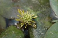 Ranunculus aquatilis 