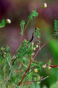 Ornithopus perpusillus Ornithopus perpusillus