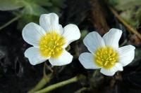 Ranunculus aquatilis 