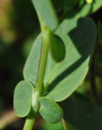 Coronilla scorpioides