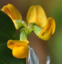 Coronilla scorpioides