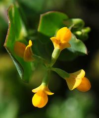 Coronilla scorpioides