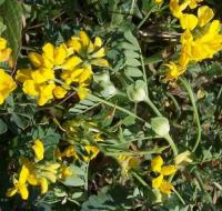 Coronilla valentina subsp. glauca