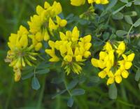 Coronilla valentina subsp. glauca