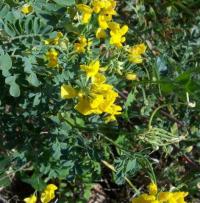 Coronilla valentina subsp. glauca