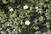 Ranunculus aquatilis 