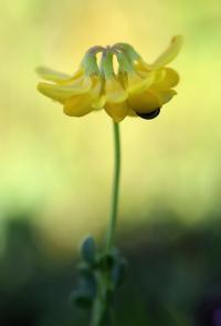 Coronilla minima subsp minima